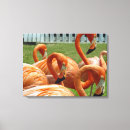 Buscar flamingo lienzos Animales