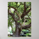 Buscar oak tree arte Naturaleza