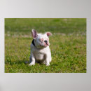 Buscar cuello verde posters Animal
