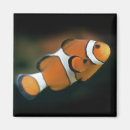 Buscar nemo imanes Marino