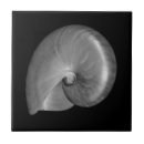 Buscar nautilus azulejos Mar