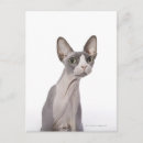 Buscar sorprendido postales Gatos