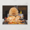 Buscar gato enojado postales Humor