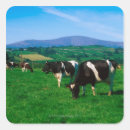 Buscar holstein pegatinas Horizontal