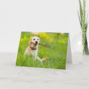 Buscar búsqueda tarjetas Adorable