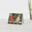 Buscar cardinal tarjetas Rojo