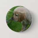 Buscar golden retriever chapas Perrito