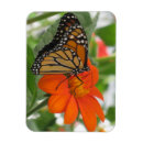 Buscar mariposa de monarca imanes Jardín