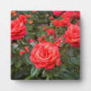 Buscar flores hermosas placas fotograbadas Rosa