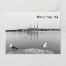 Buscar gaviota negra postales Playa