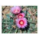 Buscar cactus de barril posters General y unisex