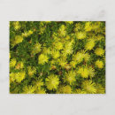 Buscar flores de oro postales General y unisex