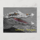 Buscar cocodrilo postales Caimán