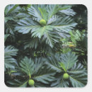 Buscar polinesio pegatinas Tropical