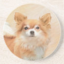 Buscar chihuahua posavasos De pelo largo