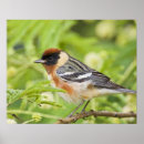 Buscar migración posters Naturaleza