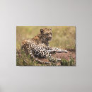 Buscar felinos lienzos África
