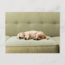 Buscar sofá postales Animales domésticos