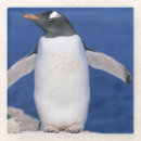 Buscar schafer de kevin Animal