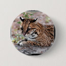 Buscar ocelot accesorios Exótico