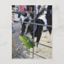 Buscar pickle postales Animal