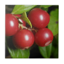 Buscar rojo carmesí azulejos Naturaleza