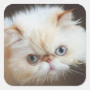 Buscar shipping box pegatinas 9 º gata