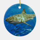 Buscar carcharodon Tiburón