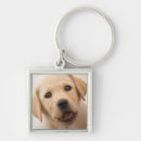 Buscar perrito de oro llaveros Laboratorio