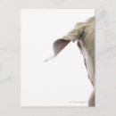 Buscar weimaraner postales Animales domésticos