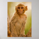 Buscar macaque posters Al aire libre