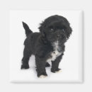 Buscar tzu de shih imanes Shihtzu