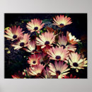 Buscar margarita africana posters Margaritas