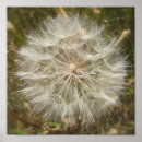 Buscar lechuga posters Naturaleza
