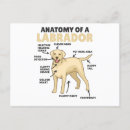 Buscar anatomía postales Perros