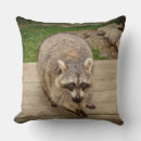 Buscar raccoon cojines Animal
