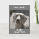 Buscar weimaraner fotografía Veterinario