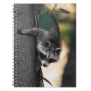 Buscar mapache cuadernos Árbol