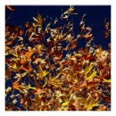 Buscar hojas azules posters Naturaleza