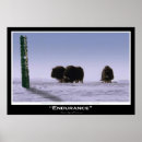 Buscar bueyes posters Alaska