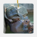 Buscar hipopótamo adornos Zoológico