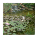 Buscar koi charca Agua