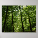 Buscar rastro posters Bosque