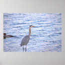 Buscar garzas posters Gran garza azul