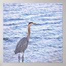 Buscar pájaros azules fotografía Animales