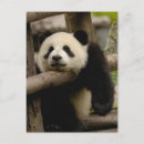 Buscar shaanxi Ailuropoda melanoleuca