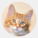 Buscar gatito del tabby pegatinas Amante del gato