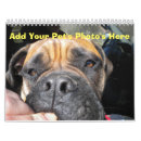 Buscar gatos lindos calendarios Fotos