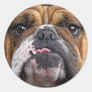 Buscar bulldog inglés pegatinas Amante del perro