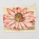 Buscar botánico francés postales Rosa